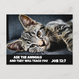ASK THE ANIMALS CUTE TABBY CAT BIBLE Postcards