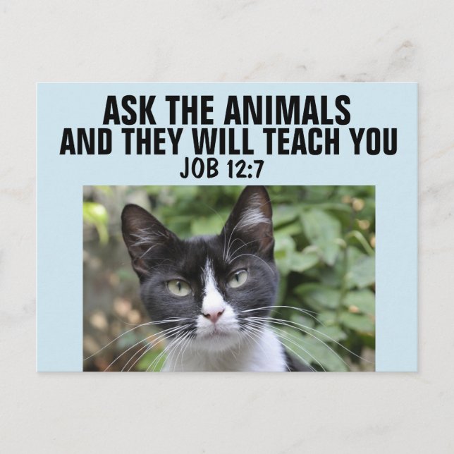 ASK THE ANIMALS THEY WILL TEACH YOU, CAT POSTCARDS (Front)
