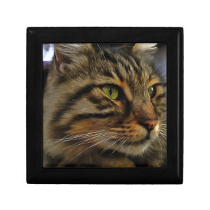 Aslan The Long Haired Tabby Cat Keepsake Box