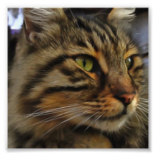 Aslan The Long Haired Tabby Cat Photo Print