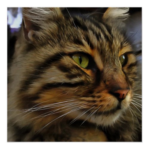 Aslan The Long Haired Tabby Cat Poster