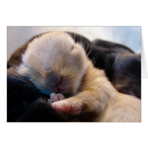 Asleep Cards