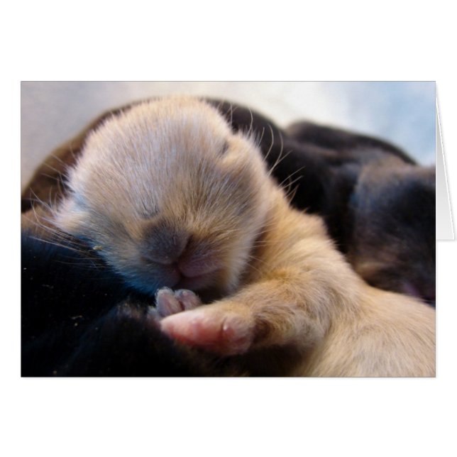 Asleep Cards (Front Horizontal)