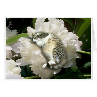 Asleep on a Peony Cards