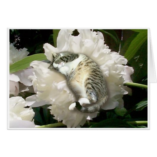 Asleep on a Peony Cards (Front Horizontal)