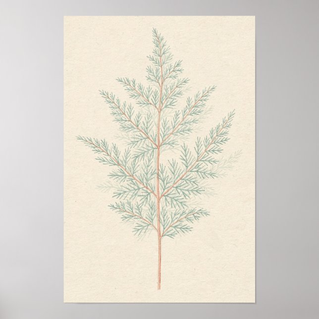 Asparagus Fern Botanical Study Poster (Front)