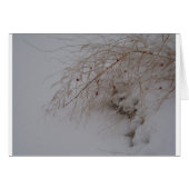 Asparagus going to seed (Front Horizontal)