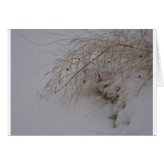Asparagus going to seed cards