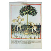 Asparagus Pickers, 13th century (Front)