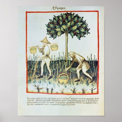 Asparagus Pickers 13th century Poster