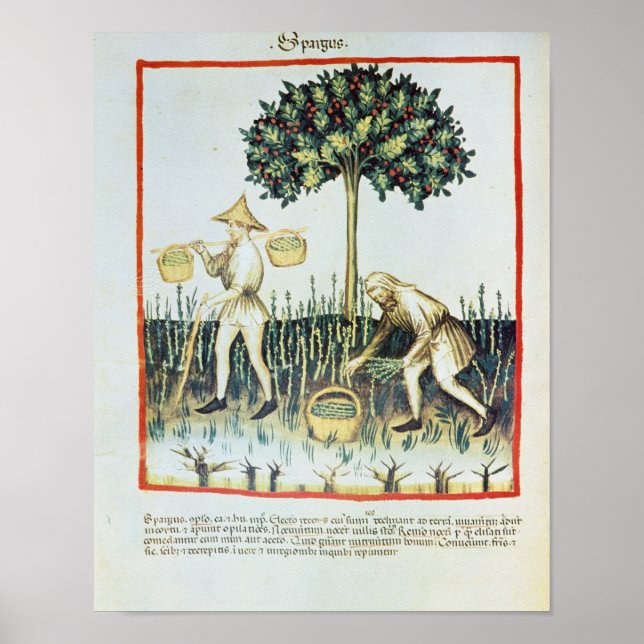 Asparagus Pickers, 13th century Poster (Front)