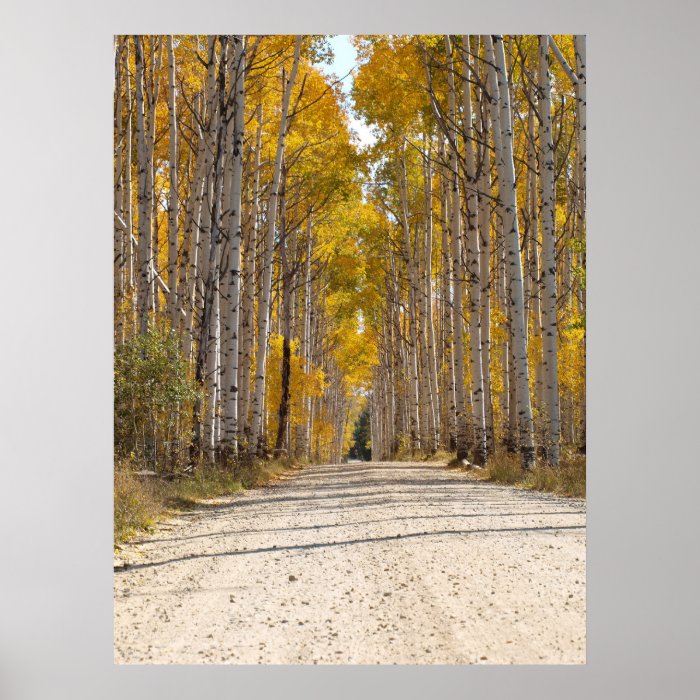 Aspen Alley In Autumn Print