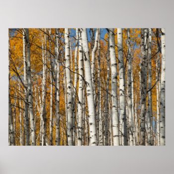 Aspen Alley In Fall Orange Print by ChristyWyoming at Zazzle