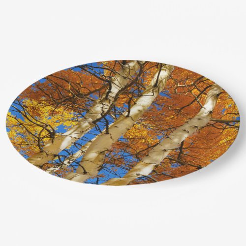 Aspen Autumn Fall Foliage Photograph  Sandy Long Paper Plates