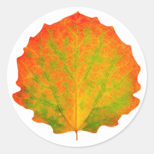 Aspen autumn leaf classic round sticker