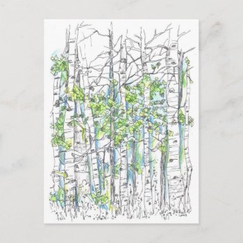 Aspen Birch Trees Pen And Ink Drawing Postcard by CountryGarden at Zazzle