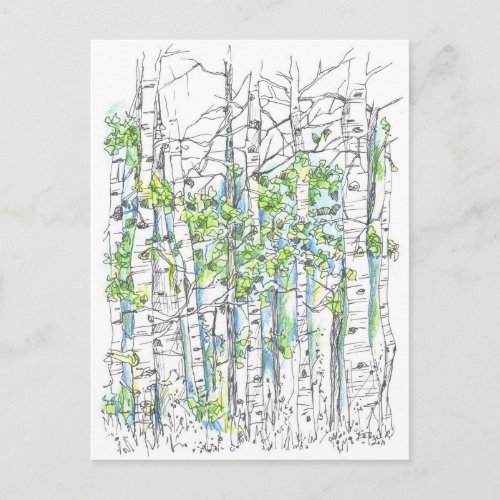 Aspen Birch Trees Pen And Ink Drawing Postcard
