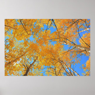 Aspen Ceiling Poster