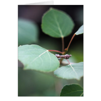Aspen Closeup Cards