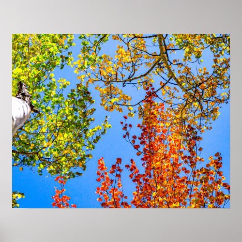 Aspen Color Candy  Fall Leaf Colors Poster