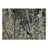 Aspen Forest (Front Horizontal)