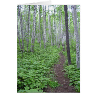Aspen Forest, BC Cards