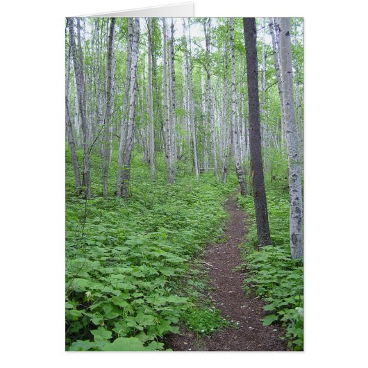 Aspen Forest, BC Cards (Front)