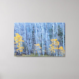 Aspen Forest Canvas Print