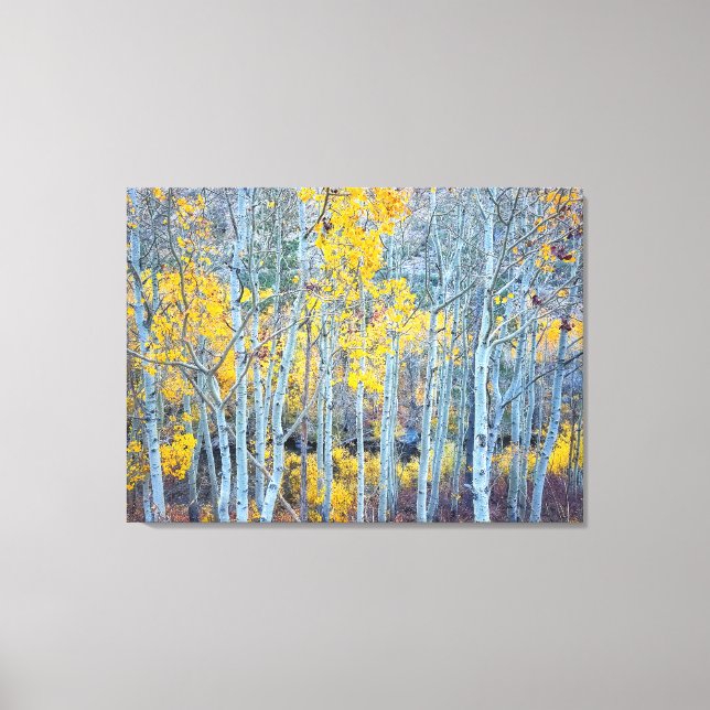 Aspen Forest Canvas Print (Front)
