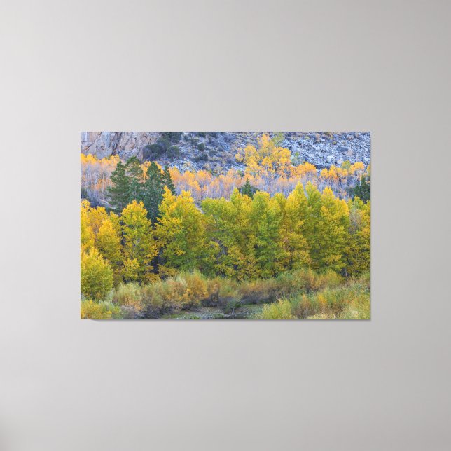 Aspen Forest in Autumn Canvas Print (Front)