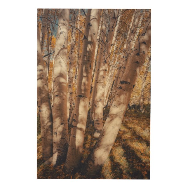 Aspen Forest in Autumn Scene Wood Wall Art (Front)