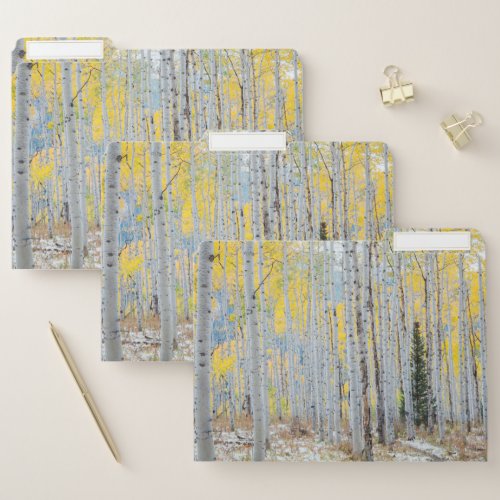 Aspen Forest In The Fall File Folder