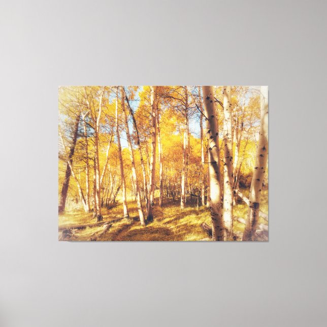 Aspen Forest in Vibrant Fall Colors  Canvas Print (Front)