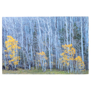 Aspen Forest Metal Print