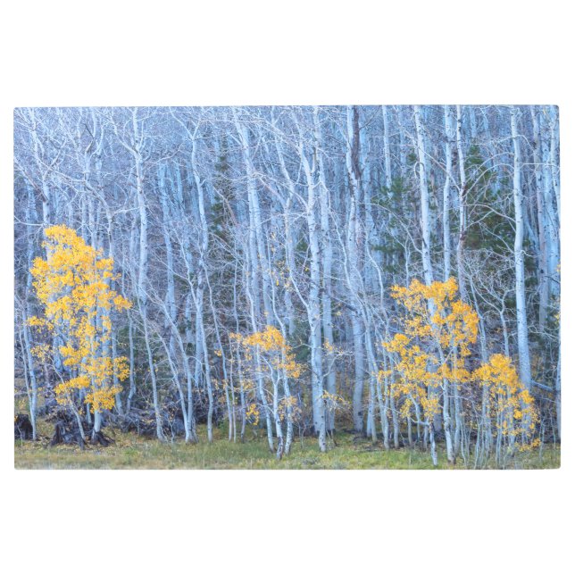 Aspen Forest Metal Print (Front)