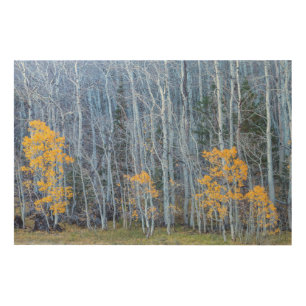 Aspen Forest Wood Wall Art