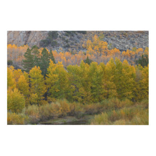 Aspen Forest Wood Wall Art