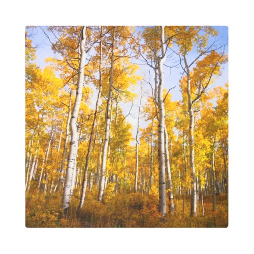 Aspen Groove Yellow Fall Leaves Metal Print