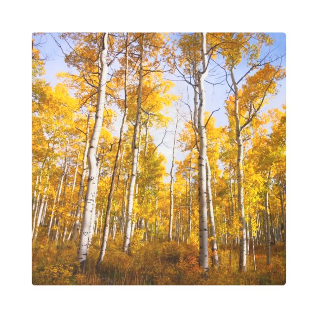 Aspen Groove Yellow Fall Leaves Metal Print (Front)