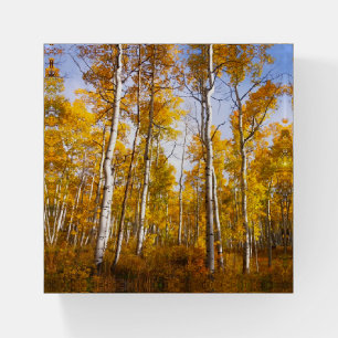 Aspen Groove Yellow Fall Leaves Paperweight