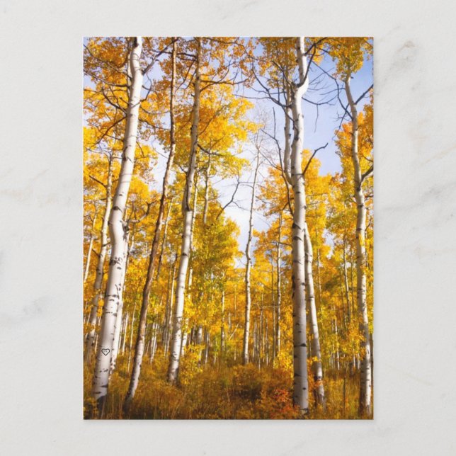 Aspen Groove Yellow Fall Leaves Postcard (Front)