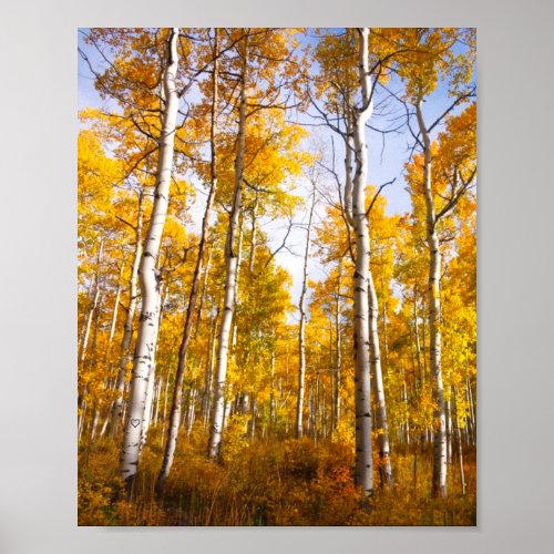 Aspen Groove Yellow Fall Leaves Poster