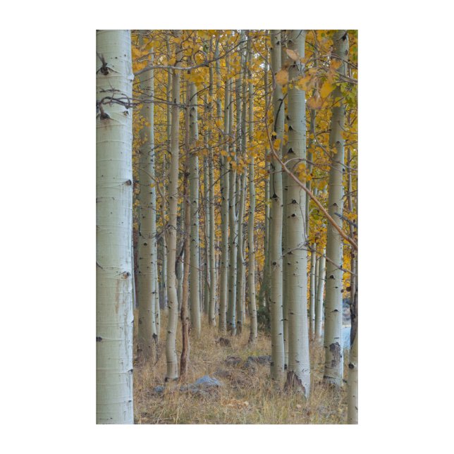 Aspen Grove in Autumn Acrylic Print (Front)