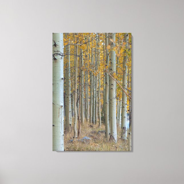 Aspen Grove in Autumn Canvas Print (Front)