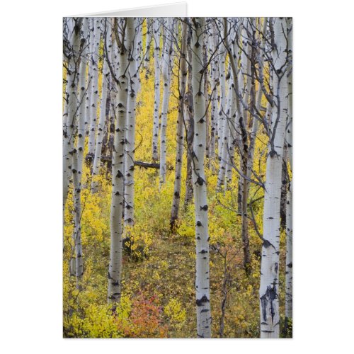 Aspen grove in peak fall color in Glacier