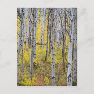 Aspen grove in peak fall color in Glacier Postcard