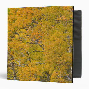 Aspen grove in peak fall colors near East Binder