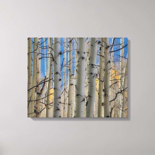Aspen Groves | Colorado Rocky Mountains Canvas Print (Front)