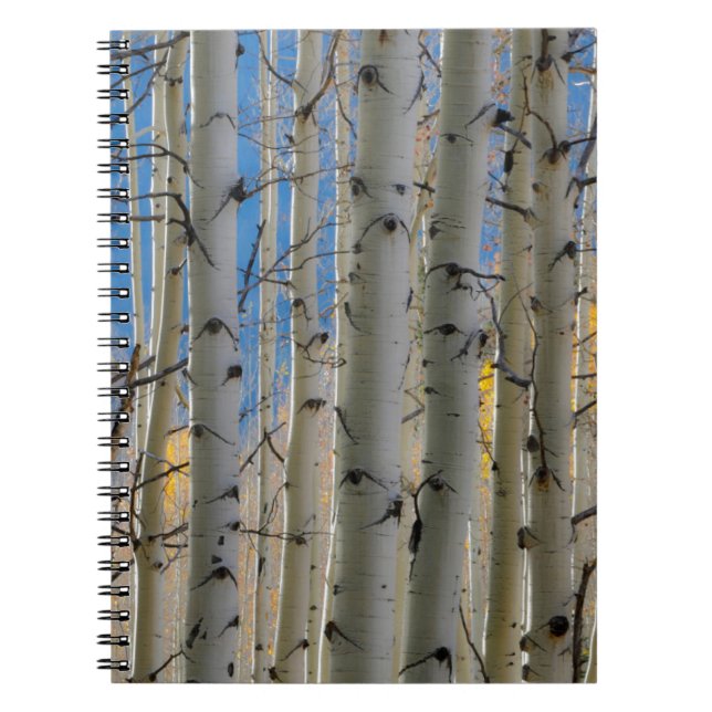 Aspen Groves | Colorado Rocky Mountains Notebook (Front)