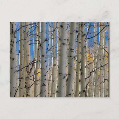 Aspen Groves  Colorado Rocky Mountains Postcard